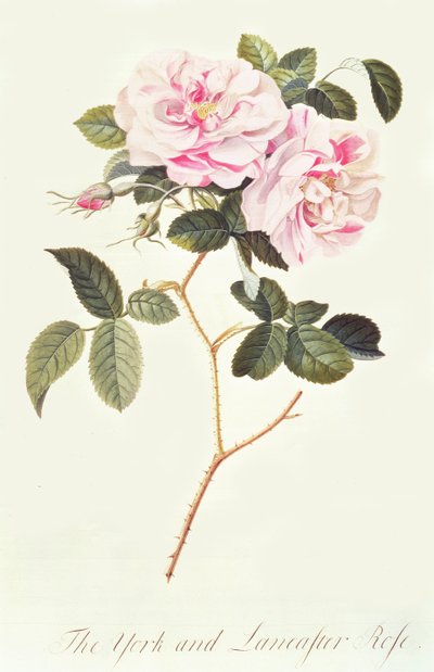 La Rosa de York y Lancaster de Georg Dionysius Ehret